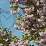 tree with pink flowers with power lines in the back