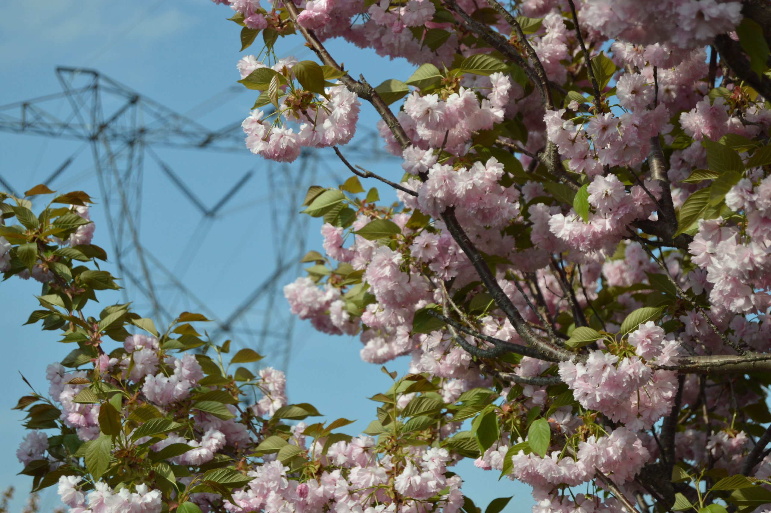 blossoming tree with pink flowers and power lines in the background