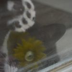 cat reflection in window with flower