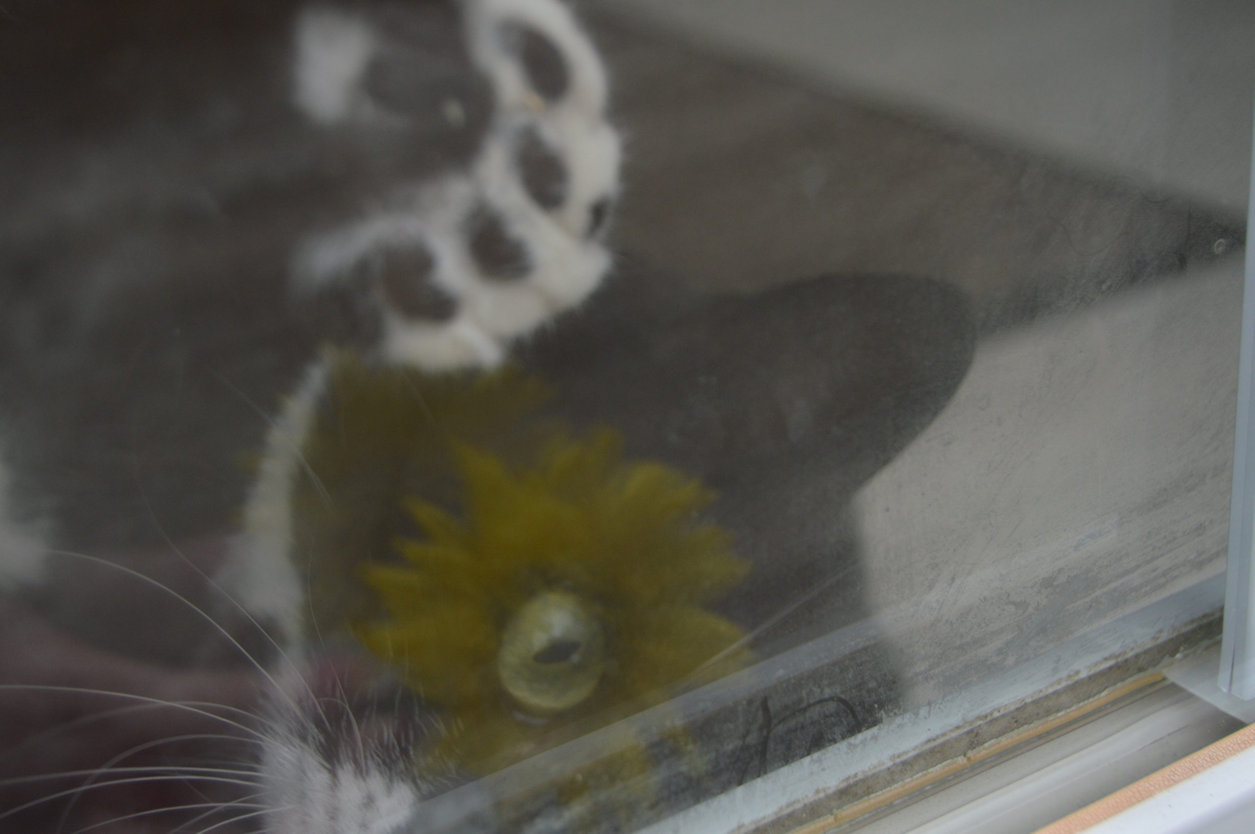 cat through a window with a reflecting flower