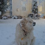 dog shaking off snow