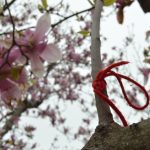 cherry blossom tree with a red string on a branch