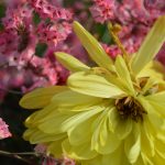 yellow and pink flower
